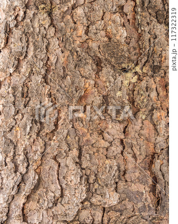 Bark texture and background of a old fir tree trunk. Detailed bark texture. Natural background Bark texture and background of a old fir tree trunk. Detailed bark texture. Natural background 117322319