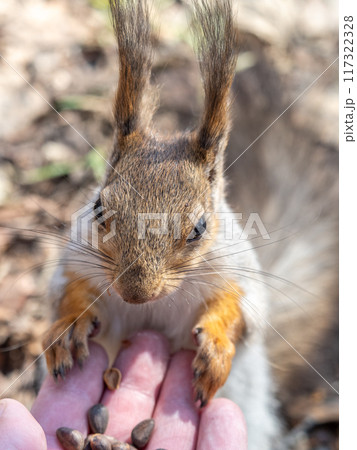 A squirrel in the spring or autumn eats nuts from a human hand. Eurasian red squirrel, Sciurus vulgaris A squirrel in the spring or autumn eats nuts from a human hand. Eurasian red squirrel, Sciurus vulgaris 117322328