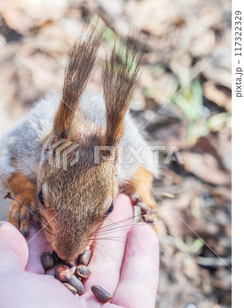 A squirrel in the spring or autumn eats nuts from a human hand. Eurasian red squirrel, Sciurus vulgaris A squirrel in the spring or autumn eats nuts from a human hand. Eurasian red squirrel, Sciurus vulgaris 117322329