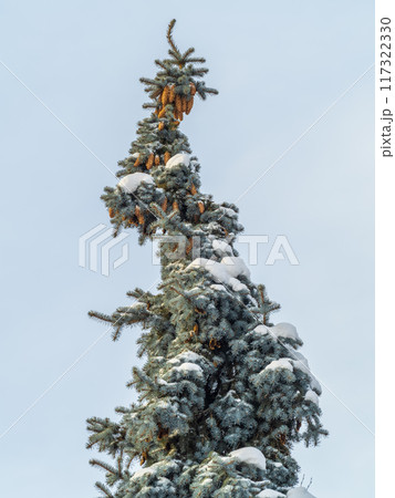 Green spruce branches with needles and cones against a blue sky in winter. Many cones on spruce. Fir tree. Green spruce branches with needles and cones against a blue sky in winter. Many cones on spruce. Fir tree. 117322330