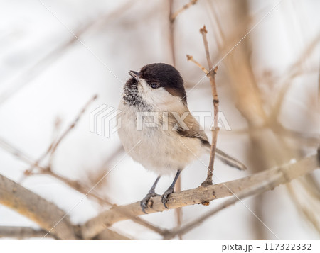 Cute bird the willow tit, song bird sitting on a branch without leaves in the winter. 117322332