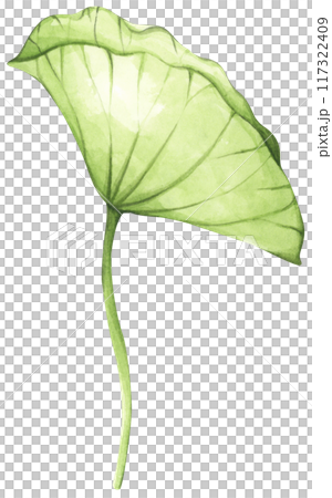 Lotus. Vintage style. Watercolor illustration. Design for the design of invitations, fabrics and other items. 117322409