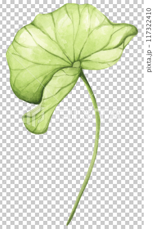 Lotus. Vintage style. Watercolor illustration. Design for the design of invitations, fabrics and other items. 117322410