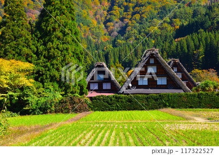 秋 白川郷 秋 白川郷 117322527