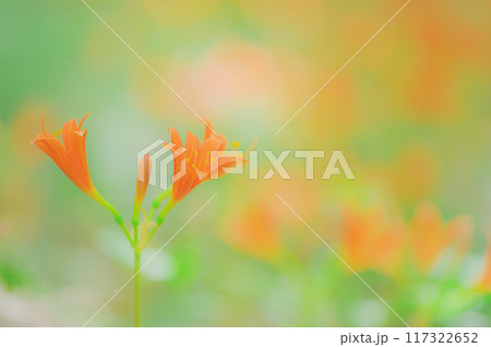 静寂の森に咲く夏の彩り - キツネノカミソリの美しさ 117322652