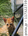 A curious kitten graces the lush green grass, gazing up with wonder at the world above. 117322739