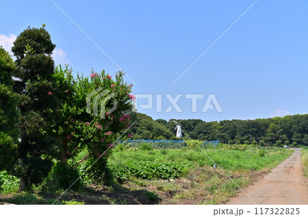 爽やかな青空とさいたま市 見沼田んぼの・車のある風景 見晴公園 (埼玉県・さいたま市) 爽やかな青空とさいたま市 見沼田んぼの・車のある風景 見晴公園 (埼玉県・さいたま市) 117322825