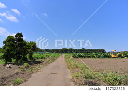 爽やかな青空とさいたま市 見沼田んぼの・車のある風景 見晴公園 (埼玉県・さいたま市) 爽やかな青空とさいたま市 見沼田んぼの・車のある風景 見晴公園 (埼玉県・さいたま市) 117322826