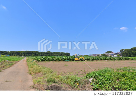 爽やかな青空とさいたま市　見沼田んぼの・車のある風景　見晴公園　（埼玉県・さいたま市） 117322827