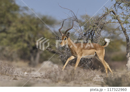 Impala fighting 117322960