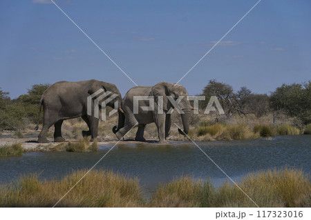 Bull elephants at a waterhole 117323016
