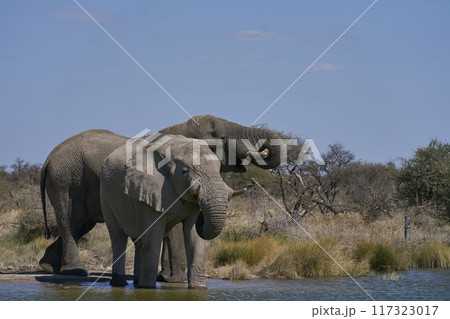 Bull elephants at a waterhole 117323017