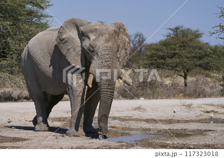 Bull elephants at a waterhole Bull elephants at a waterhole 117323018