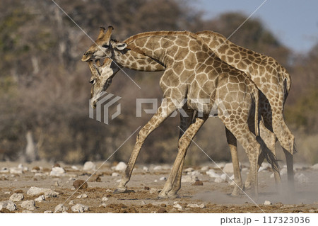 Giraffe fighting 117323036
