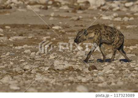 Spotted Hyaena 117323089
