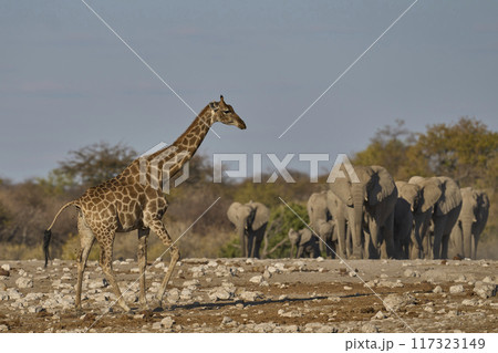 Wildlife at a waterhole Wildlife at a waterhole 117323149