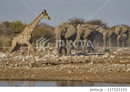 Wildlife at a waterhole 117323150