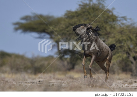 Blue Wildebeest 117323153
