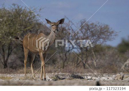 Female Greater Kudu Female Greater Kudu 117323194