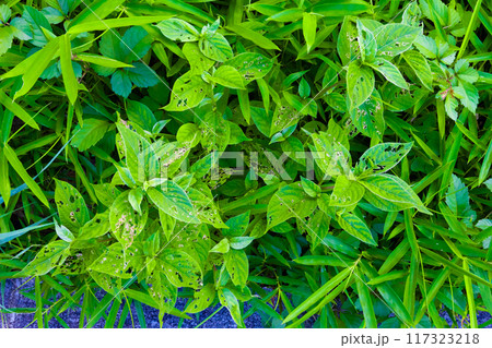 皇居東御苑・江戸城跡の本丸広場の公園に咲く新緑の草花・虫食いされた草の葉（東京都千代田区） 117323218