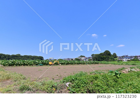 爽やかな青空と見沼田んぼ 埼玉県・さいたま市 爽やかな青空と見沼田んぼ 埼玉県・さいたま市 117323230