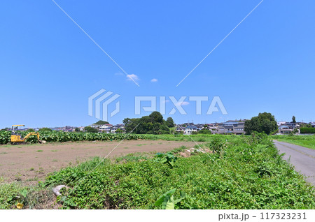 爽やかな青空と見沼田んぼ　埼玉県・さいたま市　 117323231