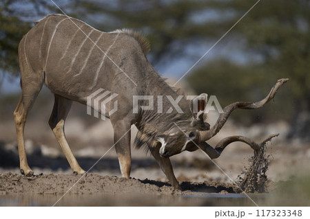 Male Kudu covering its horns in mud 117323348