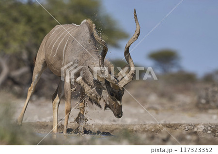 Male Kudu covering its horns in mud Male Kudu covering its horns in mud 117323352
