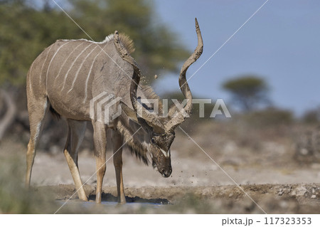 Male Kudu covering its horns in mud 117323353