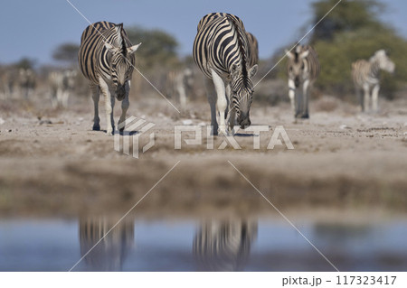Zebra approaching a waterhole 117323417