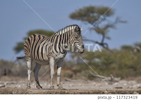 Zebra approaching a waterhole 117323419