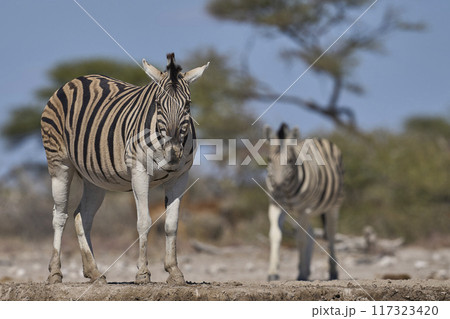 Zebra approaching a waterhole Zebra approaching a waterhole 117323420