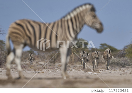 Zebra approaching a waterhole 117323421