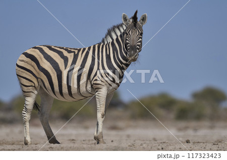 Zebra approaching a waterhole Zebra approaching a waterhole 117323423