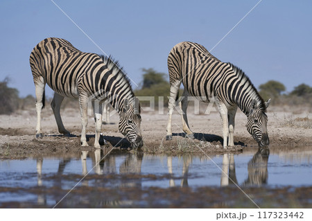 Zebra drinking at a waterhole Zebra drinking at a waterhole 117323442