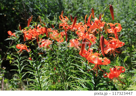 オニユリの群落　鬼百合　群生 117323447