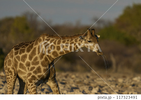 Giraffe drinking at a waterhole 117323491