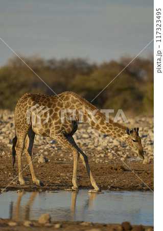 Giraffe drinking at a waterhole Giraffe drinking at a waterhole 117323495