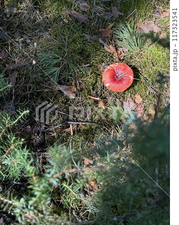 A large red milk cap mushroom. It grows in the forest on moss. Shot from above. Close-up. A large red milk cap mushroom. It grows in the forest on moss. Shot from above. Close-up. 117323541