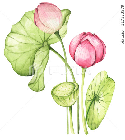 Lotus. Vintage style. Watercolor illustration. Design for the design of invitations, fabrics and other items. 117323579