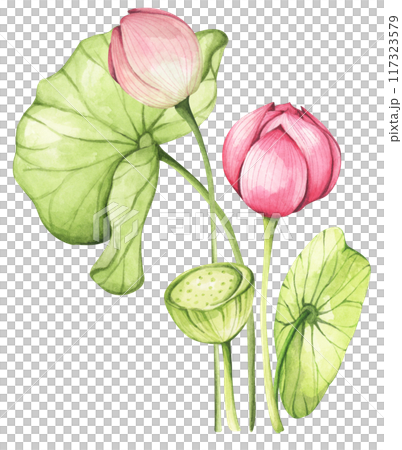 Lotus. Vintage style. Watercolor illustration. Design for the design of invitations, fabrics and other items. 117323579