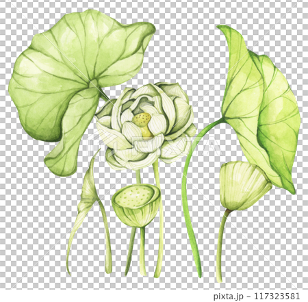 Lotus. Vintage style. Watercolor illustration. Design for the design of invitations, fabrics and other items. 117323581