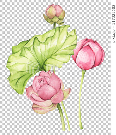 Lotus. Vintage style. Watercolor illustration. Design for the design of invitations, fabrics and other items. 117323582