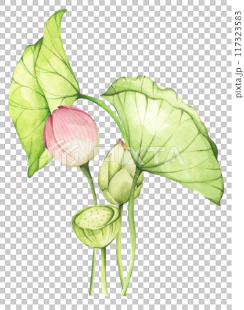 Lotus. Vintage style. Watercolor illustration. Design for the design of invitations, fabrics and other items. 117323583