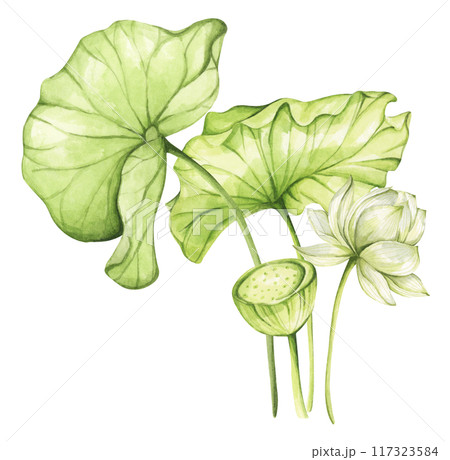 Lotus. Vintage style. Watercolor illustration. Design for the design of invitations, fabrics and other items. 117323584