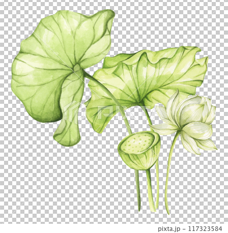 Lotus. Vintage style. Watercolor illustration. Design for the design of invitations, fabrics and other items. 117323584