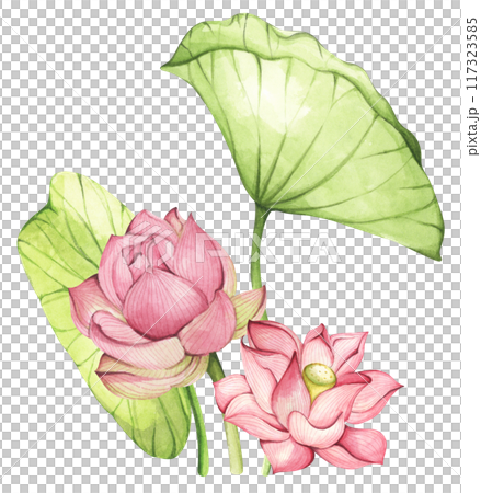 Lotus. Vintage style. Watercolor illustration. Design for the design of invitations, fabrics and other items. 117323585