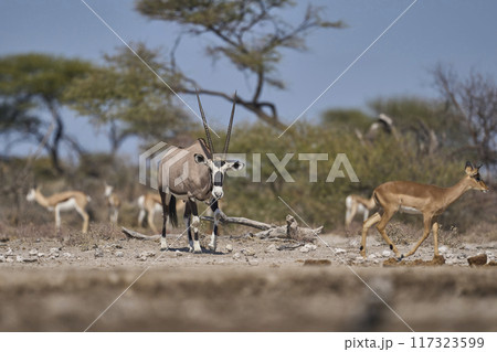 Gemsbok approaching a waterhole Gemsbok approaching a waterhole 117323599