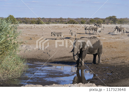 Bull elephant at a waterhole 117323648