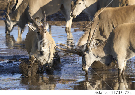 Eland drinking at a waterhole Eland drinking at a waterhole 117323776